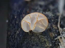 Image of Campanella pustulata (Berk. & Broome) Lloyd 1986