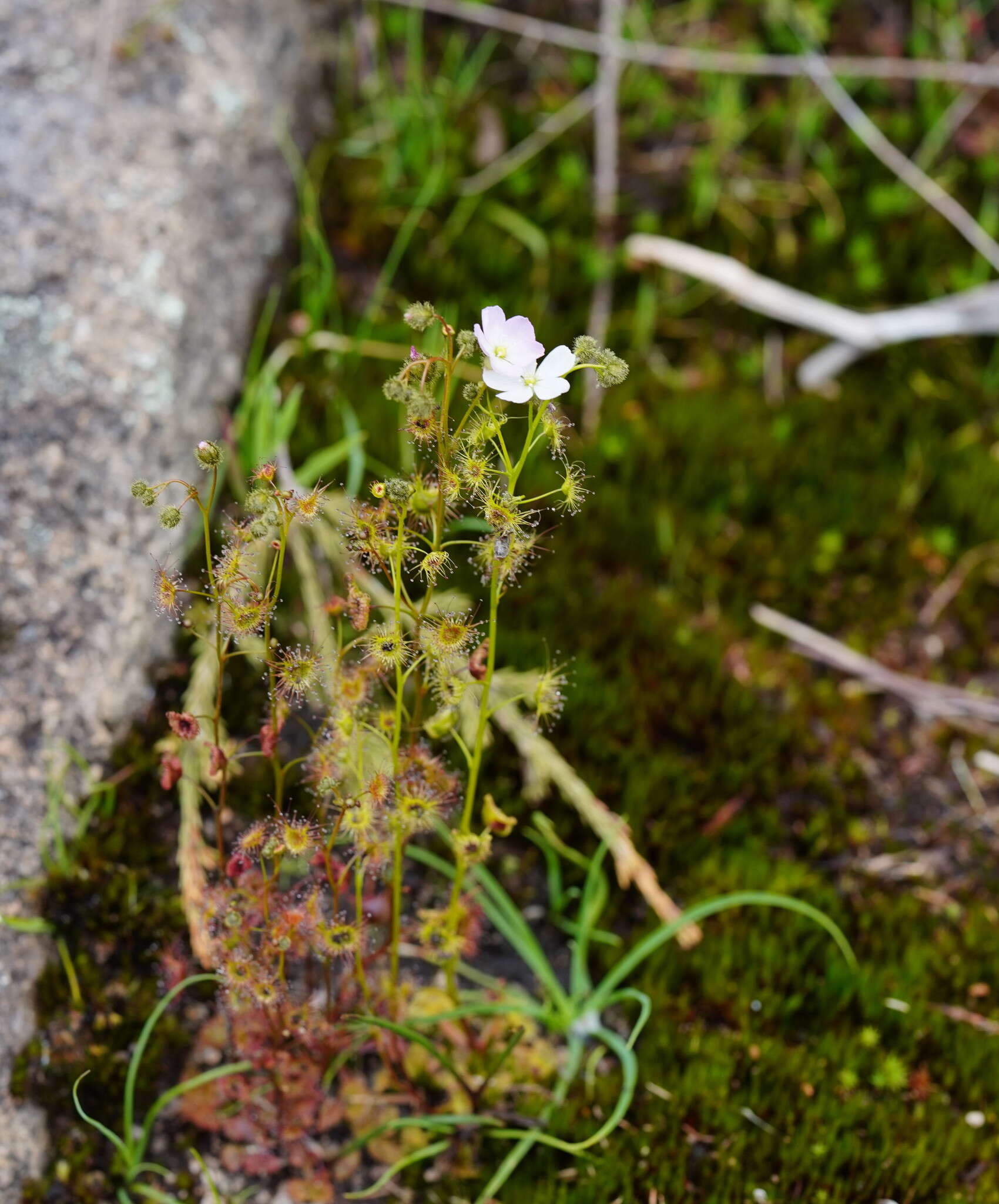 Drosera gunniana的圖片