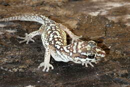 Image of Panther Gecko