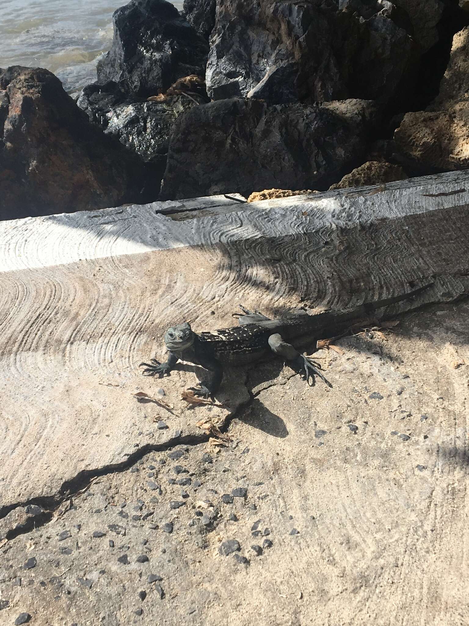 Image of De Queiroz's Spiny-tailed Iguana