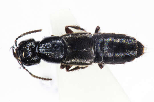 Image of Rove beetle