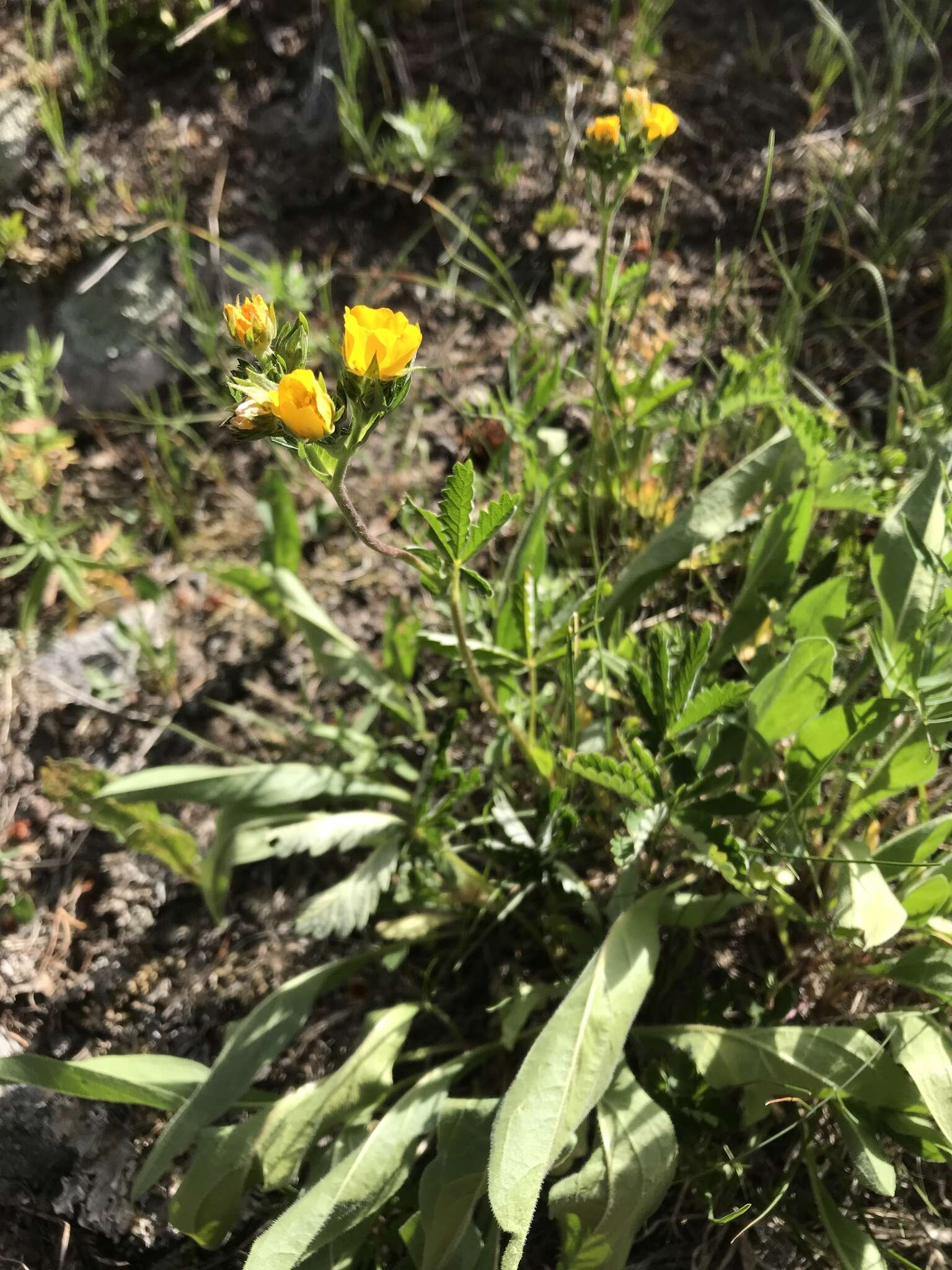 Image of Soft Cinquefoil