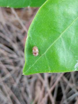 صورة Clastoptera undulata Uhler 1864