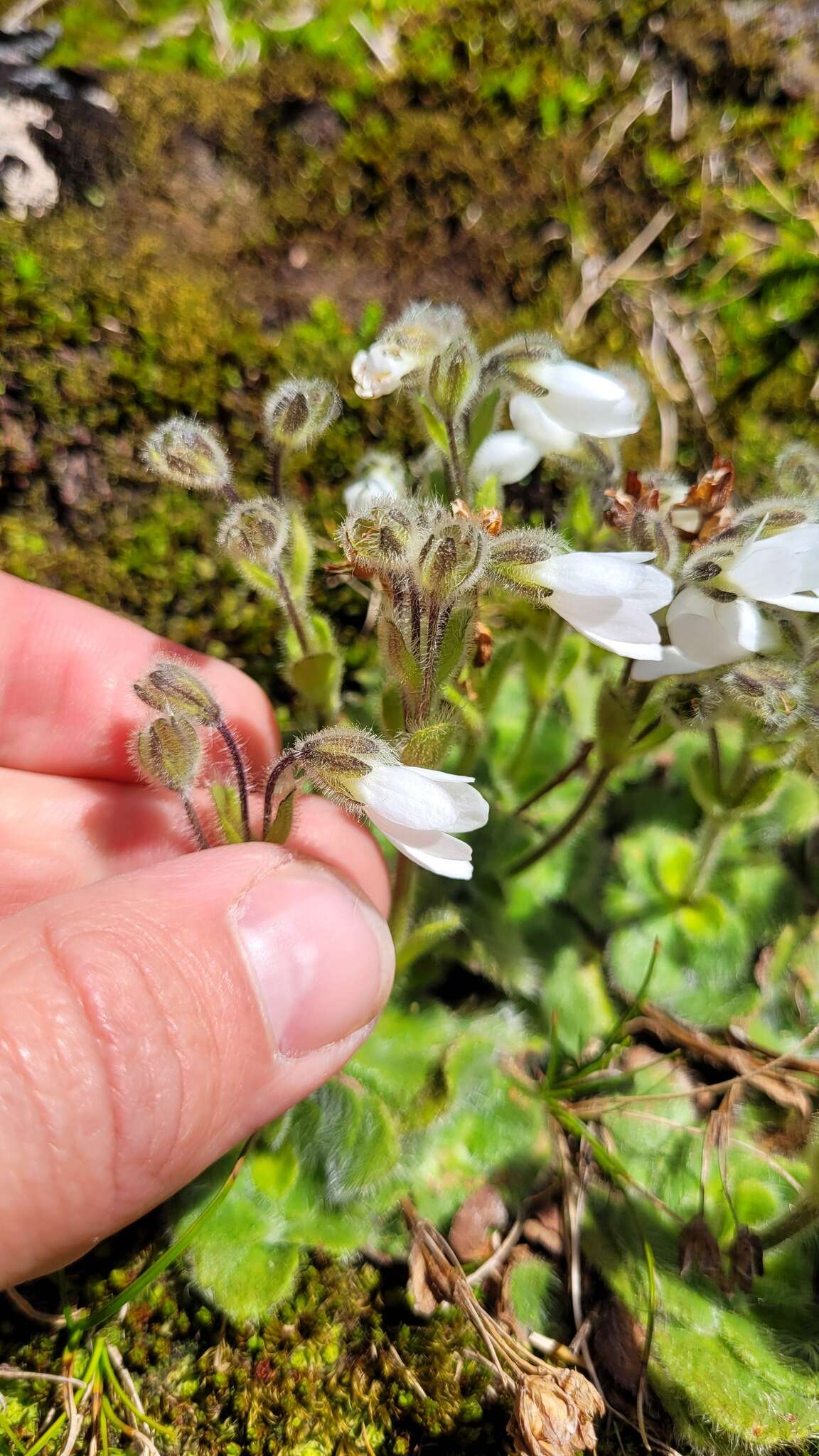 Ourisia confertifolia M. T. Kalin Arroyo resmi