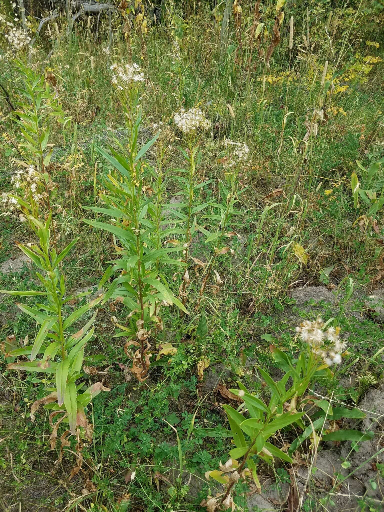 Plancia ëd Senecio serra Hook.