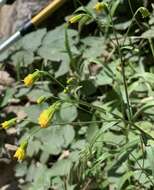 Senecio pudicus Greene的圖片