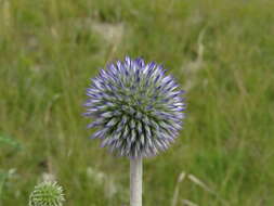 Image of southern globethistle