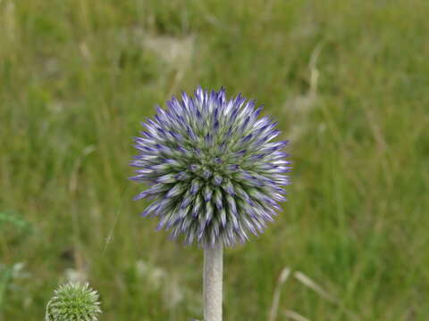 Image of southern globethistle