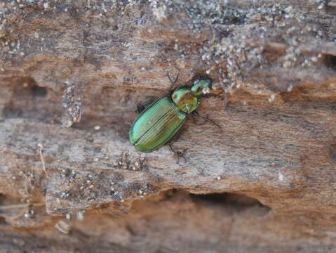 Image of Agonum (Olisares) suturale Say 1830