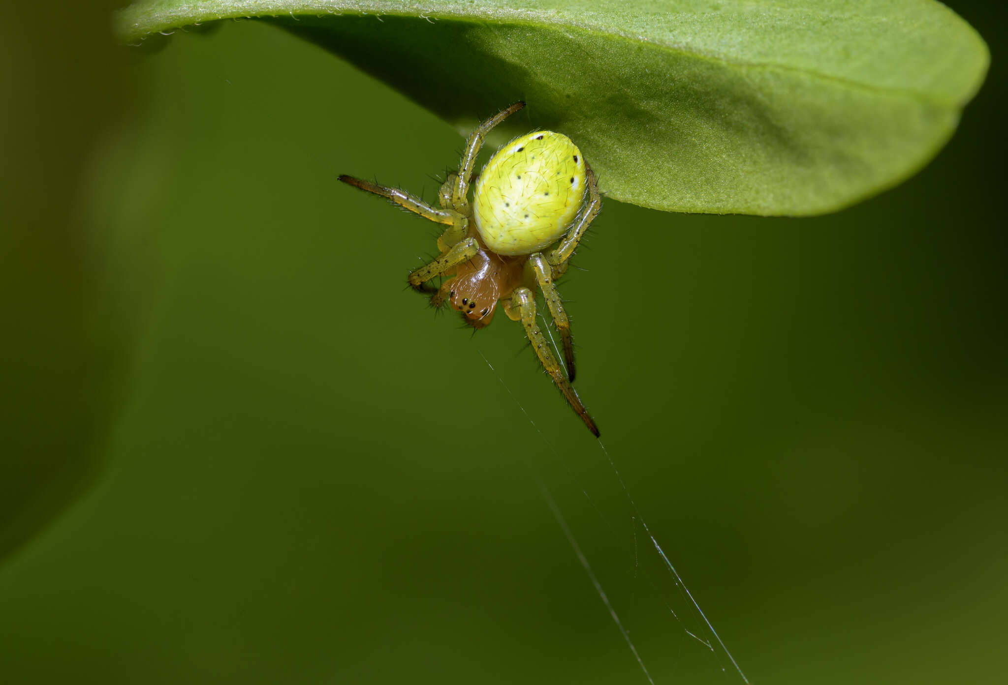 Image of Cucumber green spider