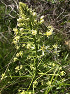 Image of common star lily