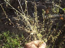 Image of Lobelia cordifolia Hook. & Arn.