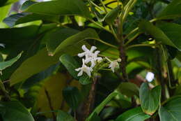 Image of Dogbane