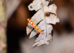 Image of Macarostola miniella (Felder & Rogenhofer 1875)