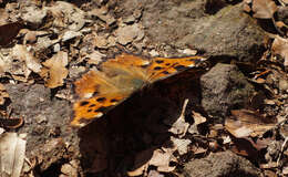 Nymphalis polychloros Linnaeus 1758 resmi