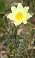 Imagem de Pulsatilla alpina (L.) Delarbre