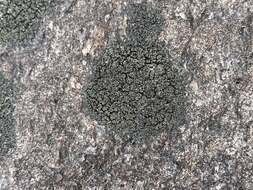 Image of peltula lichen