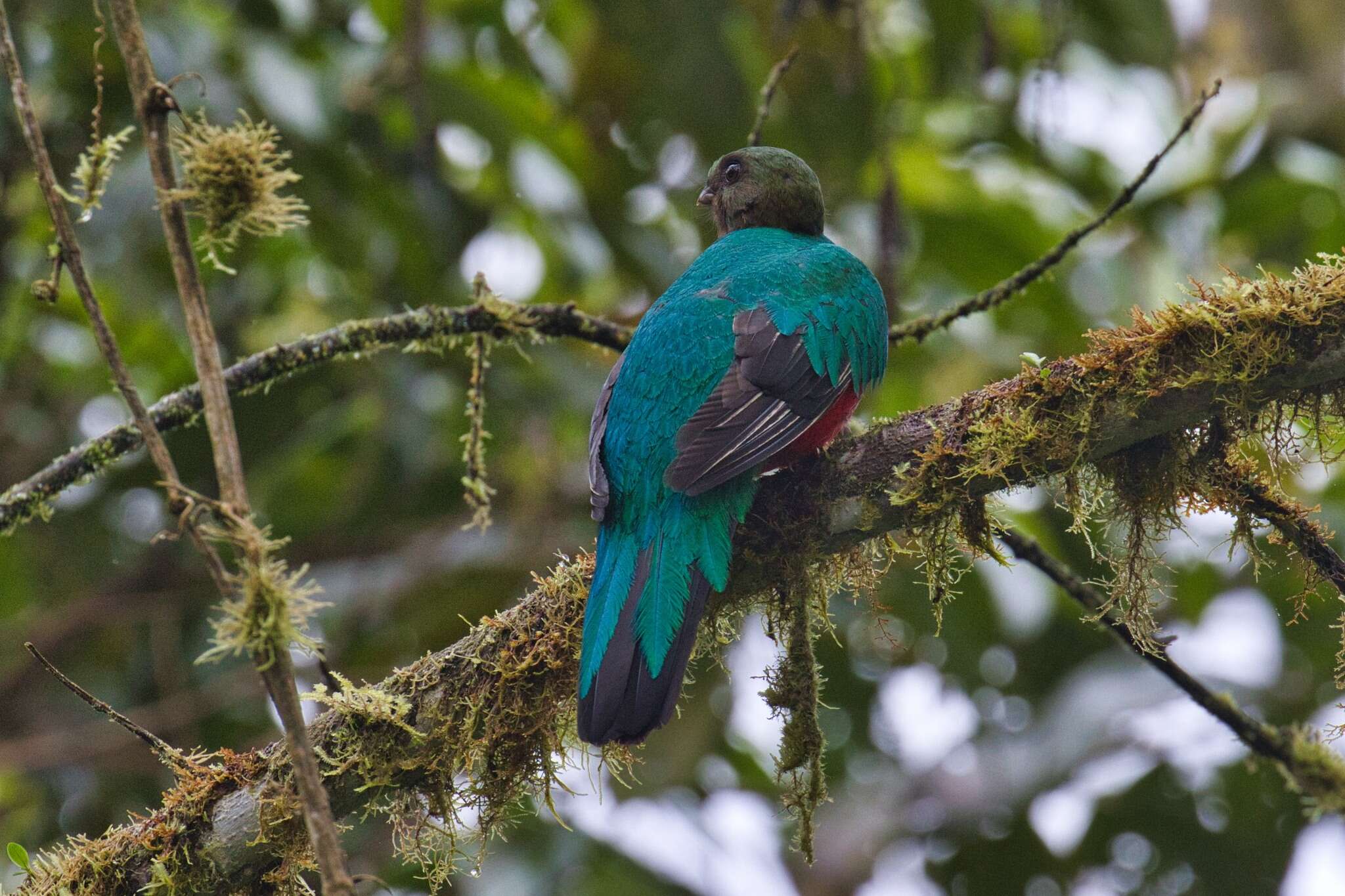 Image de Quetzal doré