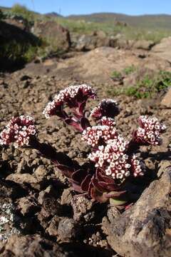 Image of Crassula natalensis Schönl.