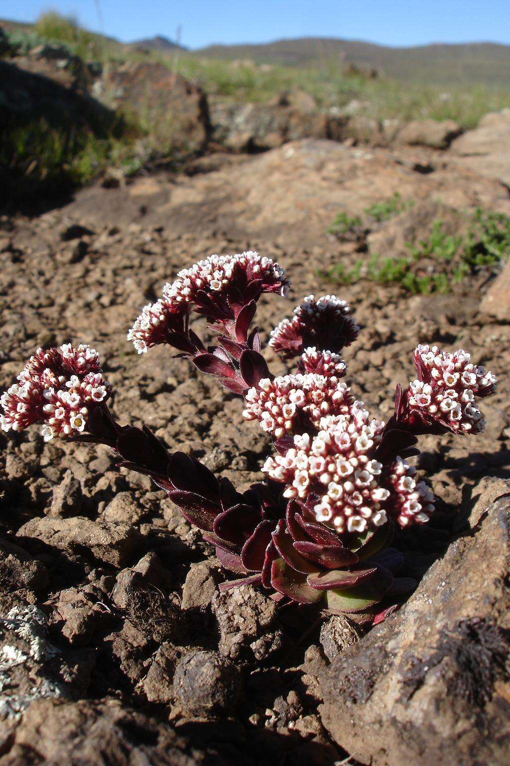 Image of Crassula natalensis Schönl.