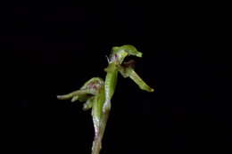 Image of Creeping forest orchid
