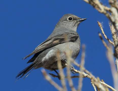 Image of Myadestes townsendi townsendi (Audubon 1838)