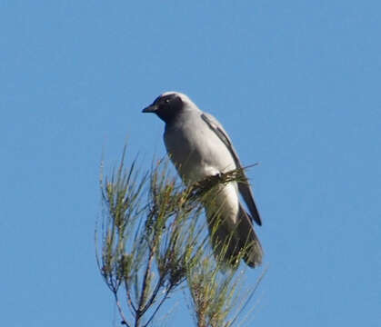 Image of Black-faced Cuckoo-shrike