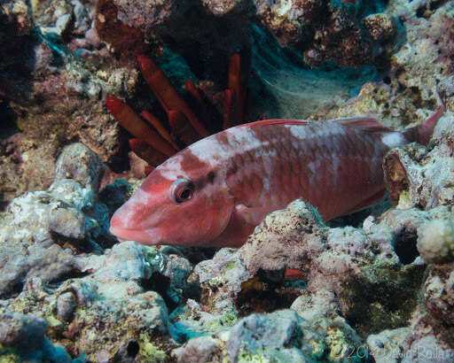 Image of Whitesaddle goatfish