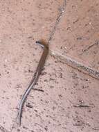 Image of Two-toed Earless Skink