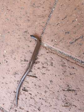 Image of Two-toed Earless Skink