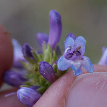 Image of Shasta beardtongue