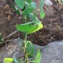 Sivun Aristolochia glossa H. W. Pfeifer kuva