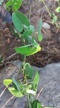 Sivun Aristolochia glossa H. W. Pfeifer kuva