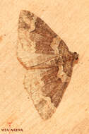 Image of Catarhoe basochesiata Duponchel 1831