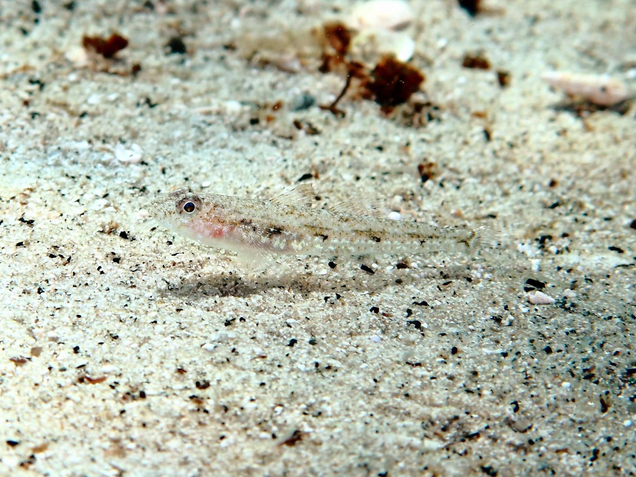 Image of Deltentosteus
