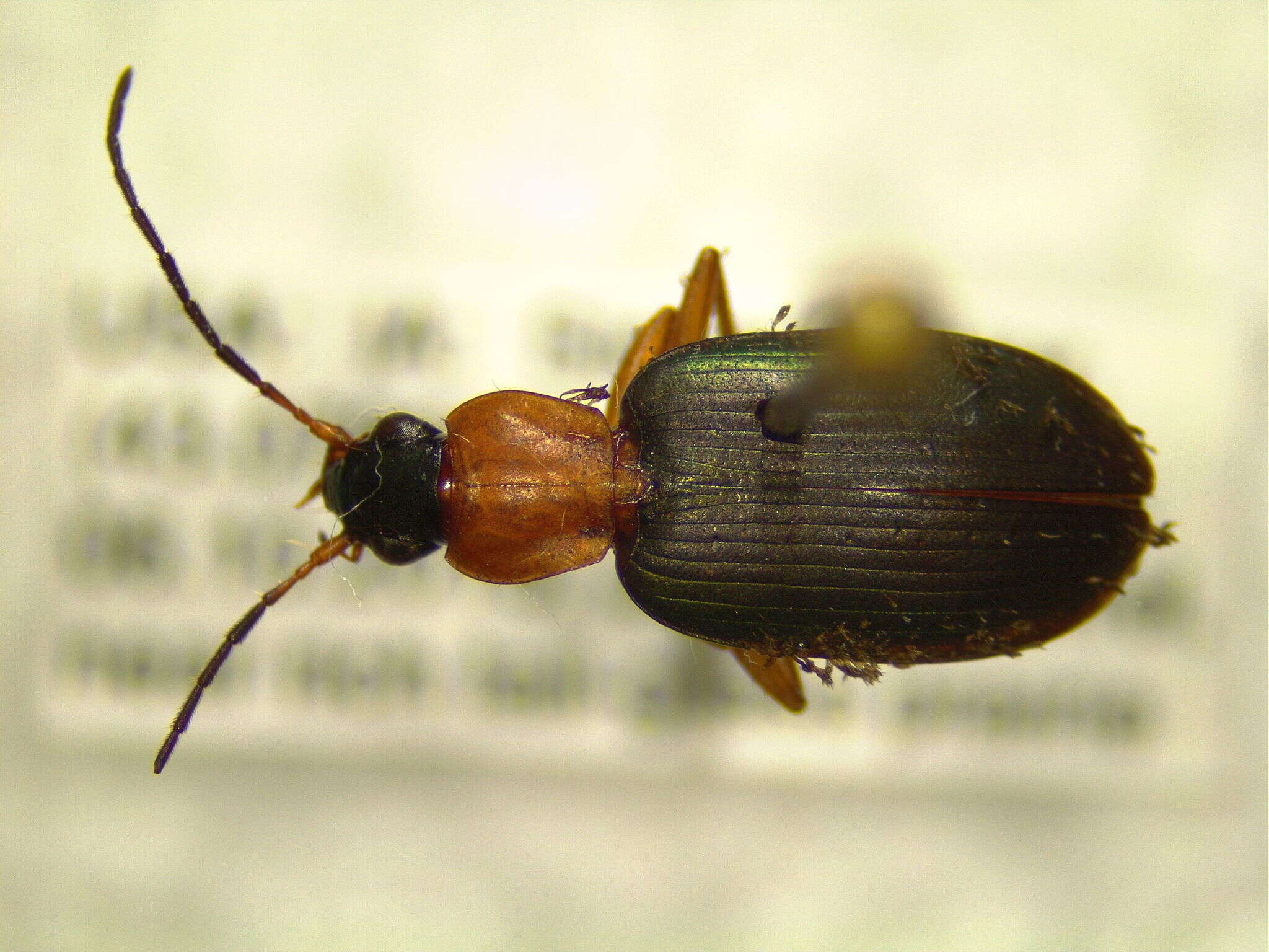 Image of Agonum (Olisares) decorum (Say 1823)