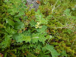 Image of tundra milkvetch