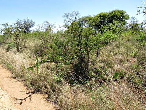 Image of Vachellia swazica (Burtt Davy) Kyal. & Boatwr.