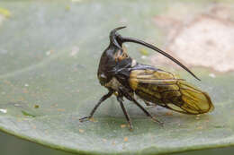 Image of Leptobelus metuenda Walker 1859