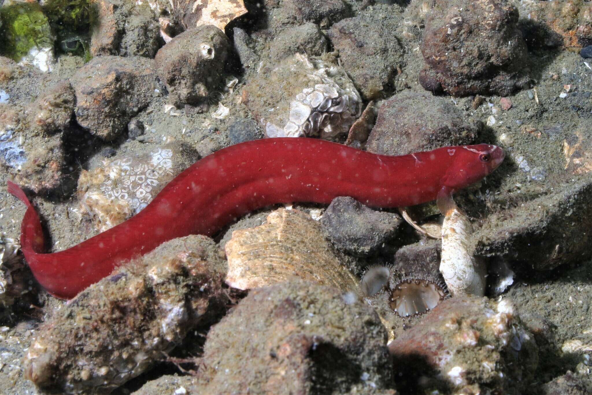 Image of Red gunnel