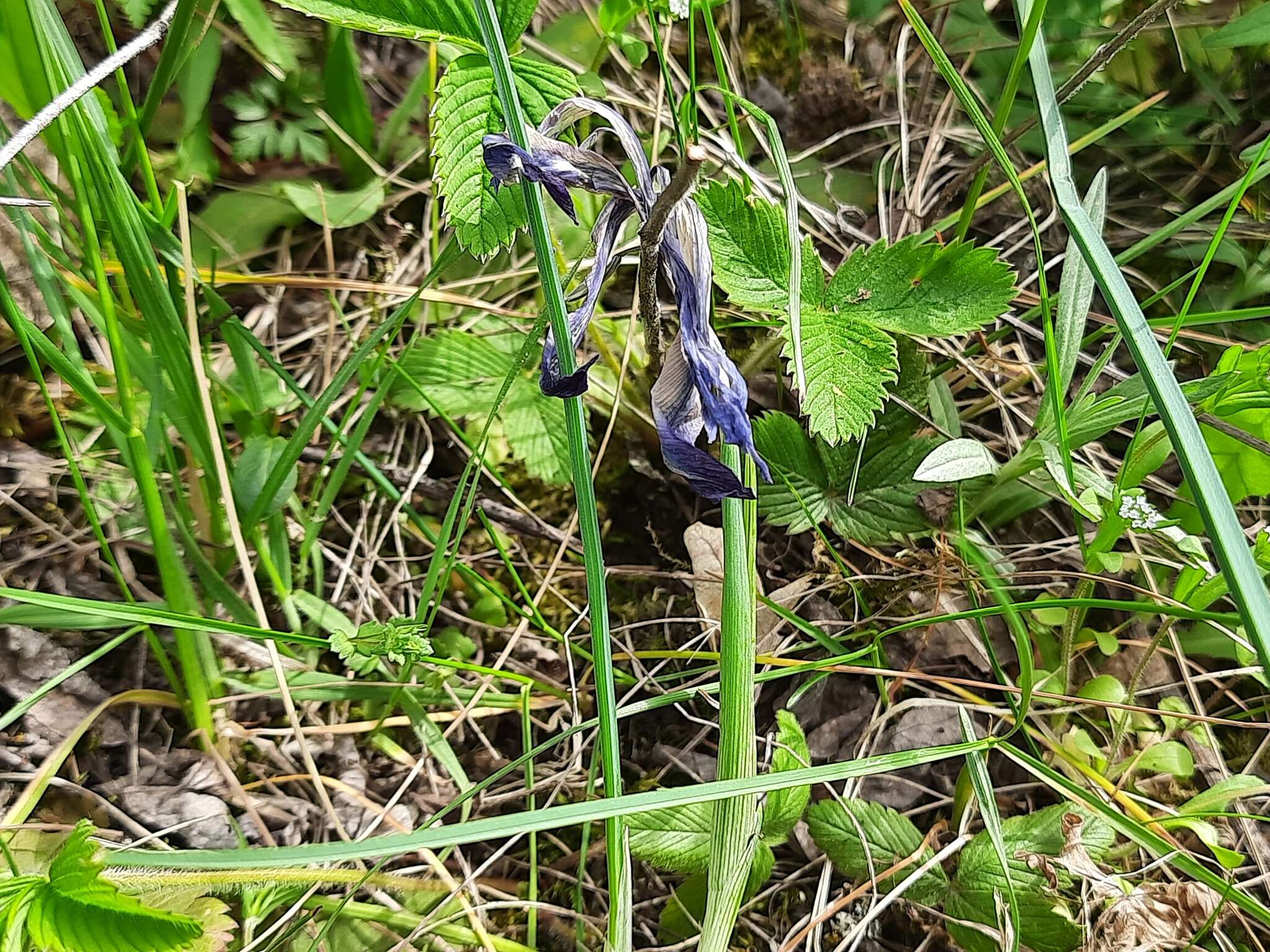 Plancia ëd Iris reticulata M. Bieb.