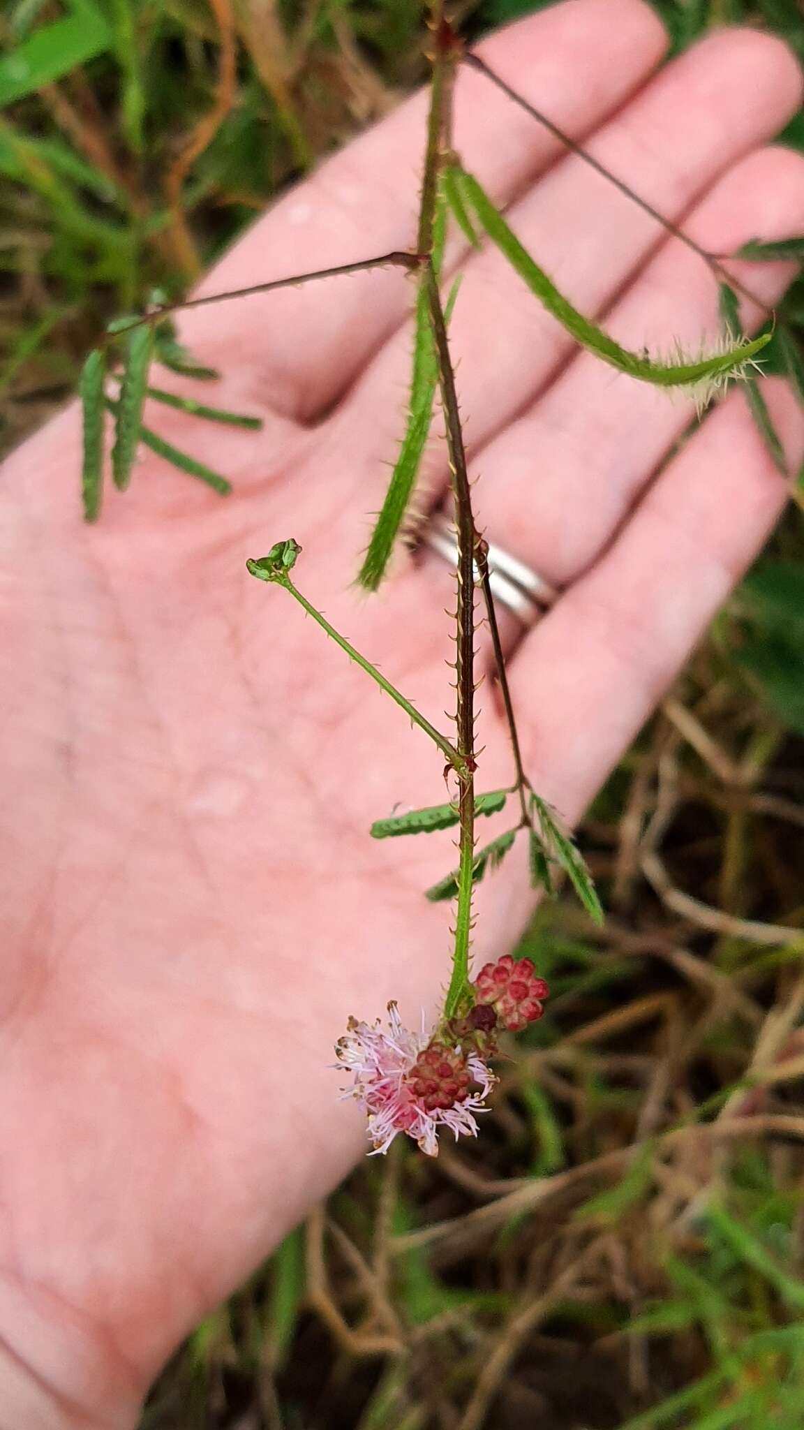 Sivun Mimosa quadrivalvis var. leptocarpa (DC.) Barneby kuva