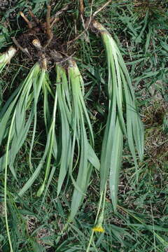 Image of Scorzonera parviflora Jacq.