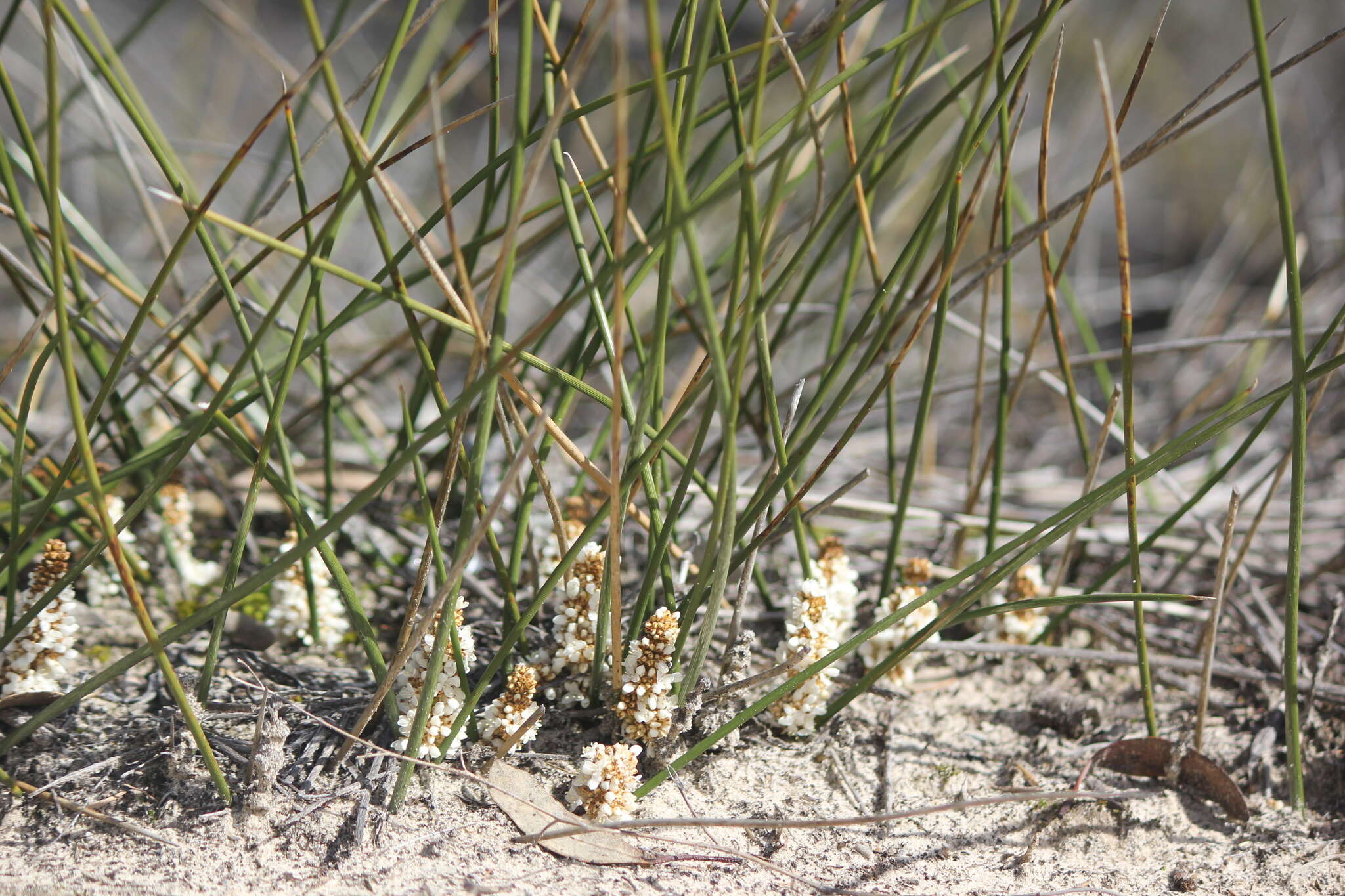 Image de Lomandra juncea (F. Muell.) Ewart