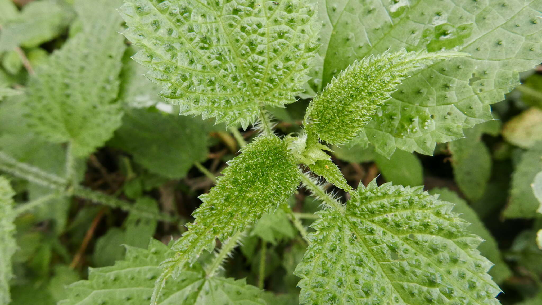 Imagem de Urtica ardens Link