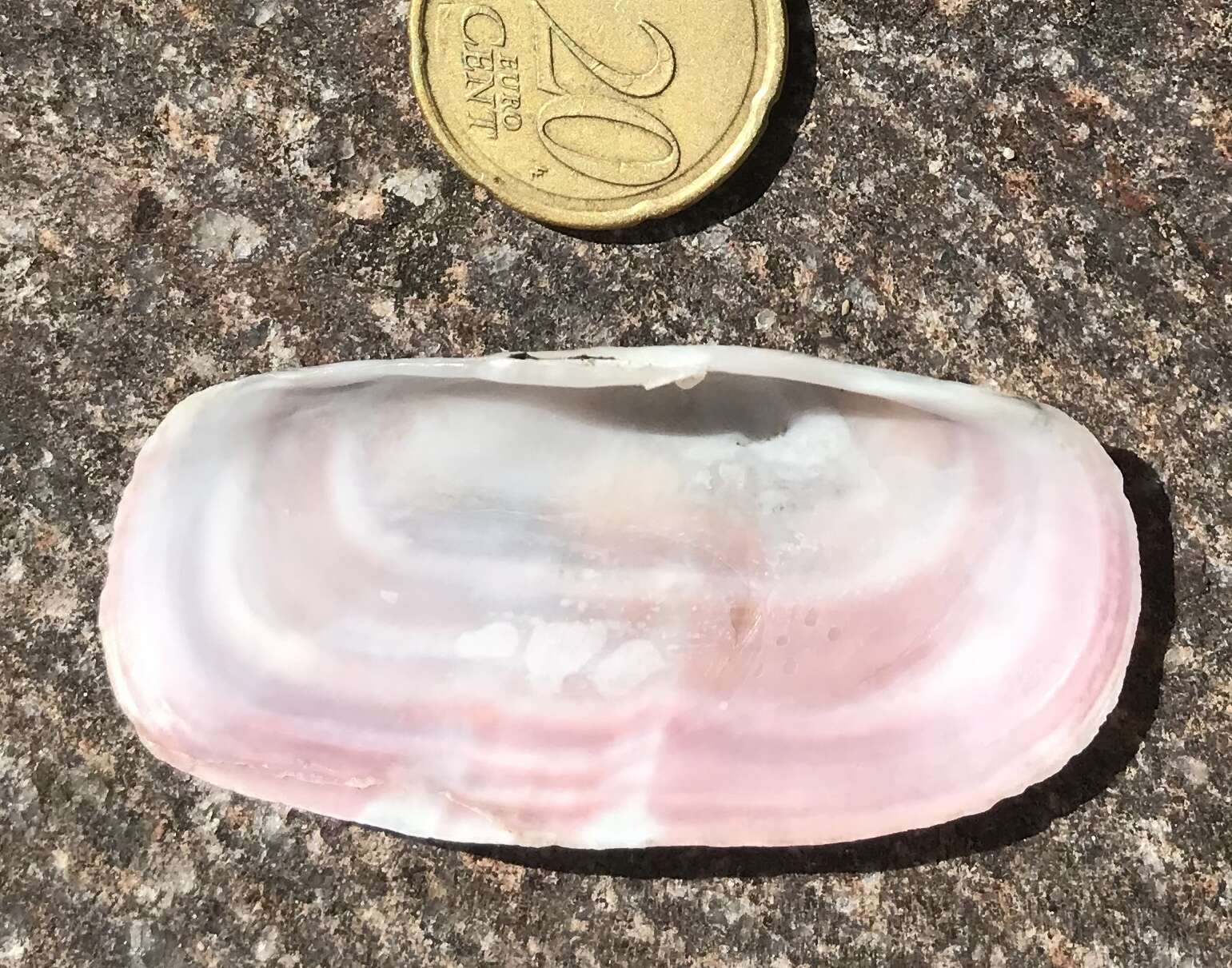 Image of rosy razor clam