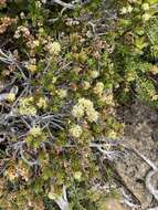 Image of Richea sprengelioides (R. Br.) F. Muell.