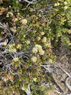 Image of Richea sprengelioides (R. Br.) F. Muell.