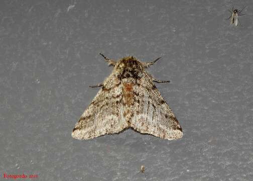 Image of Stout Spanworm Moth