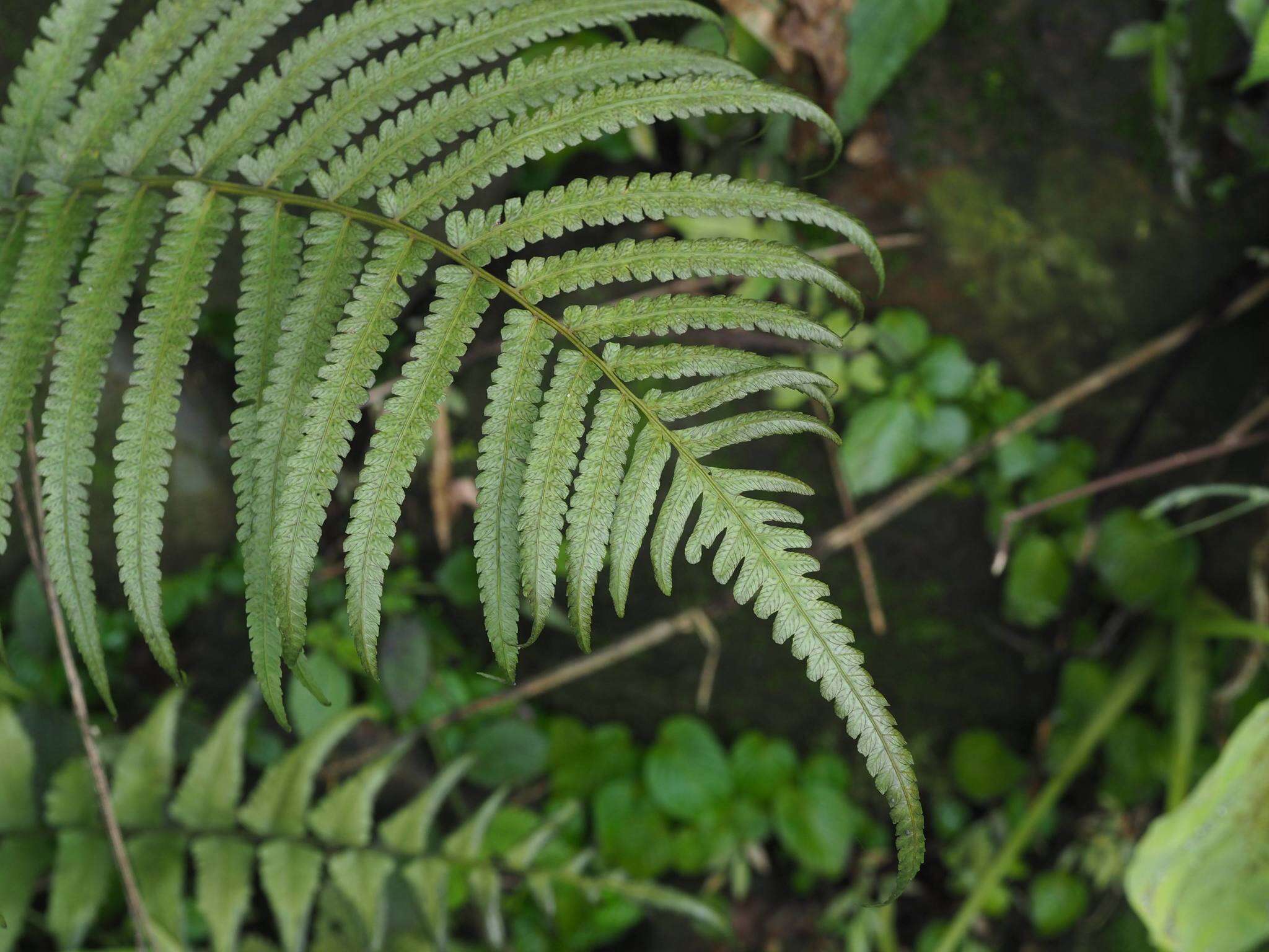 Image of Reholttumia truncata (Poir.) S. E. Fawc. & A. R. Sm.